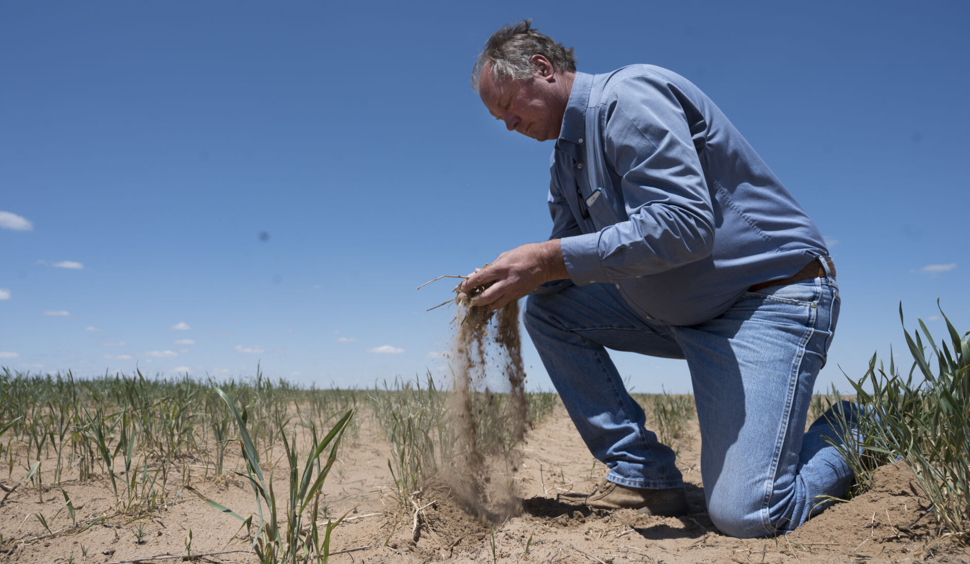 Last October, rancher/farmer Keith Simon planted this winter wheat. The sandy, dry soil conditions and less water for irrigation from wells ruined chances of this wheat yielding a crop. The sandy soil sifts through his fingers. (Photos by JERILEE BENNETT, THE GAZETTE)