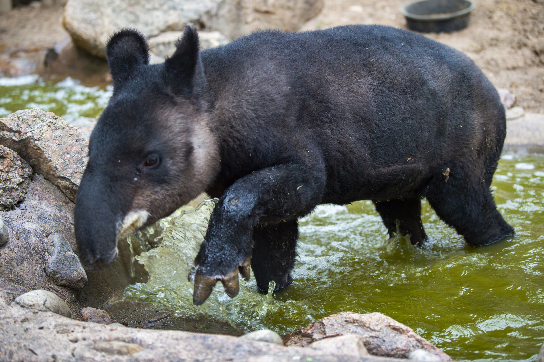 Mountain tapir Cofan, 17, wades through a pond at the Cheyenne Mountain Zoo. (Mountain tapir Cofan, 17, wades through a pond at the Cheyenne Mountain Zoo.)