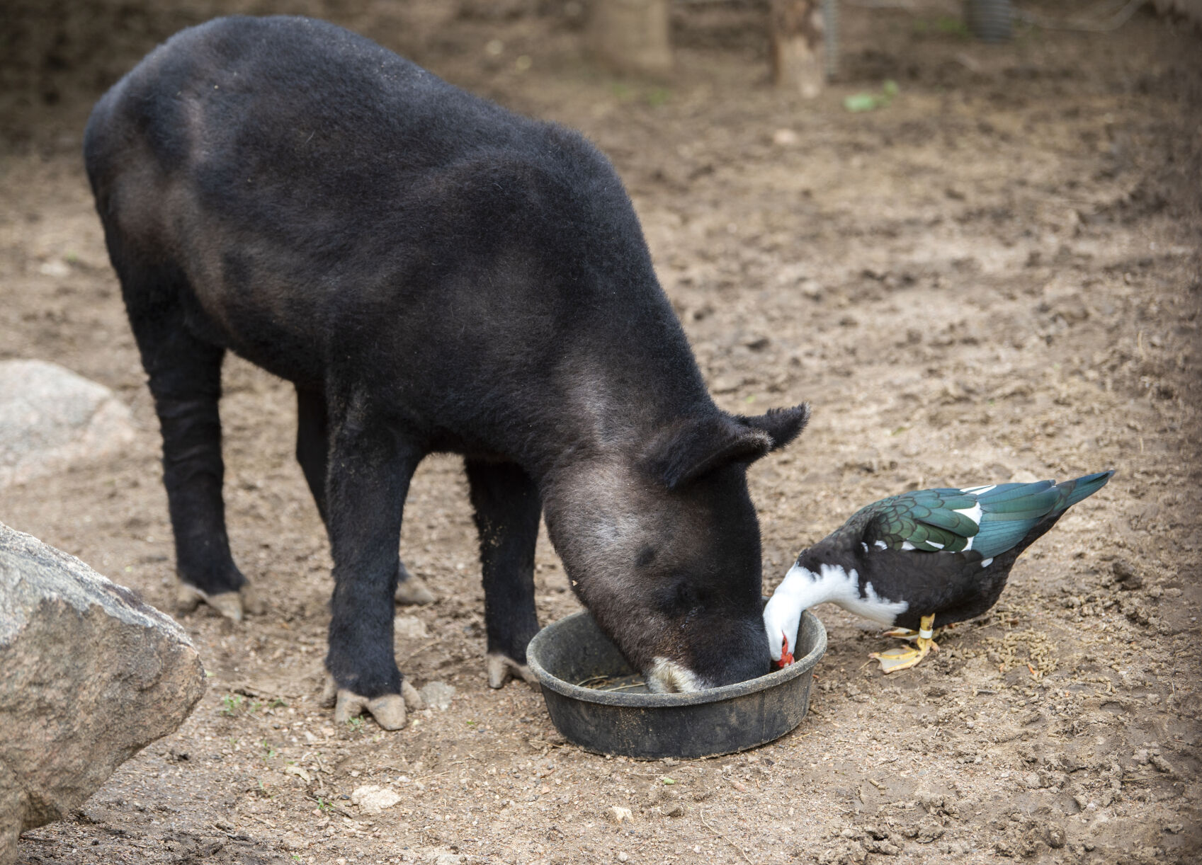 Love bugs: Meet the mountain tapir at Cheyenne Mountain Zoo