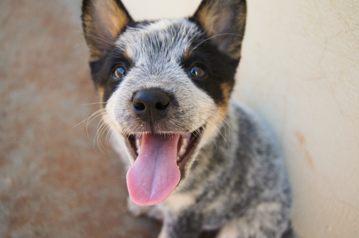 Here are the 5 most popular dog breeds in Denver for 2021