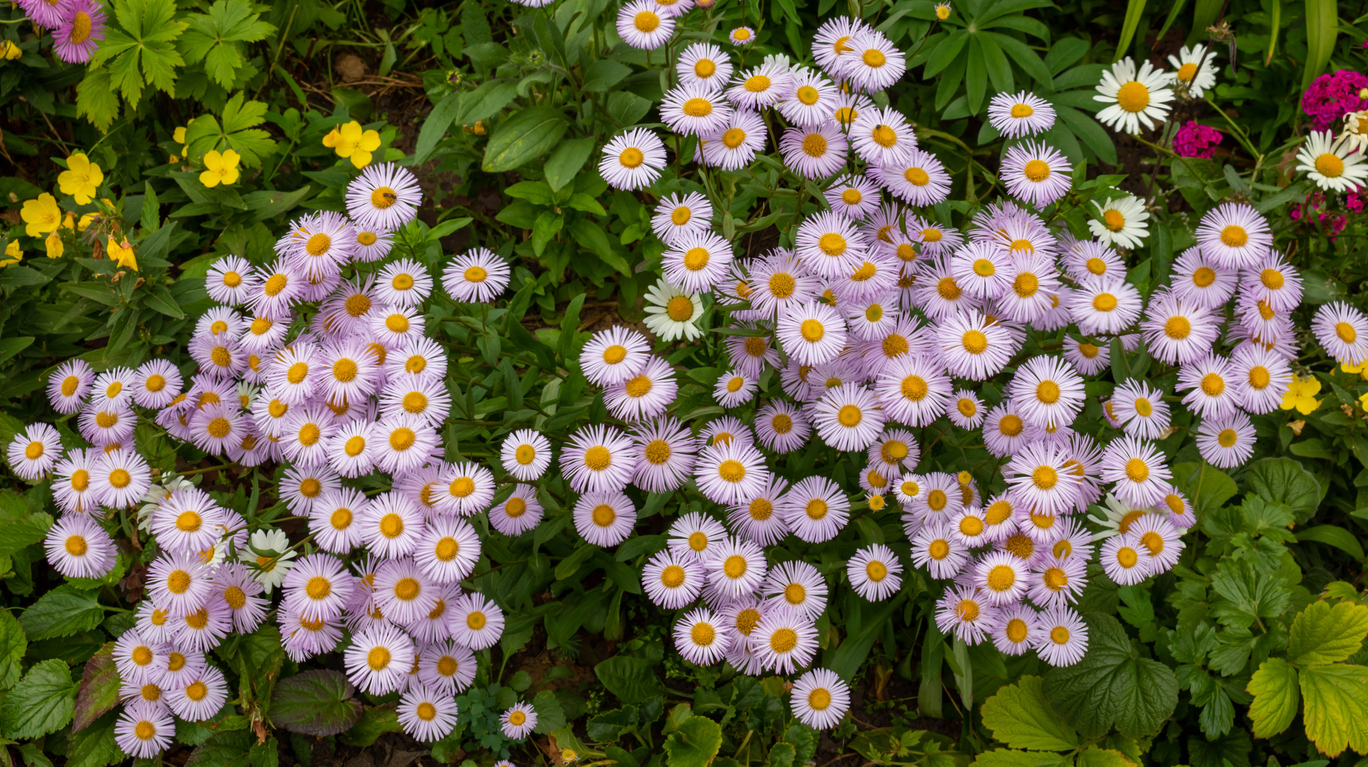 6. FleabaneOne of the most common wildflowers in Colorado is the fleabane. These flowers are showy as they spread throughout large areas in foothill, montane, subalpine, and meadow settings.Photo Credit: Lubov (iStock).