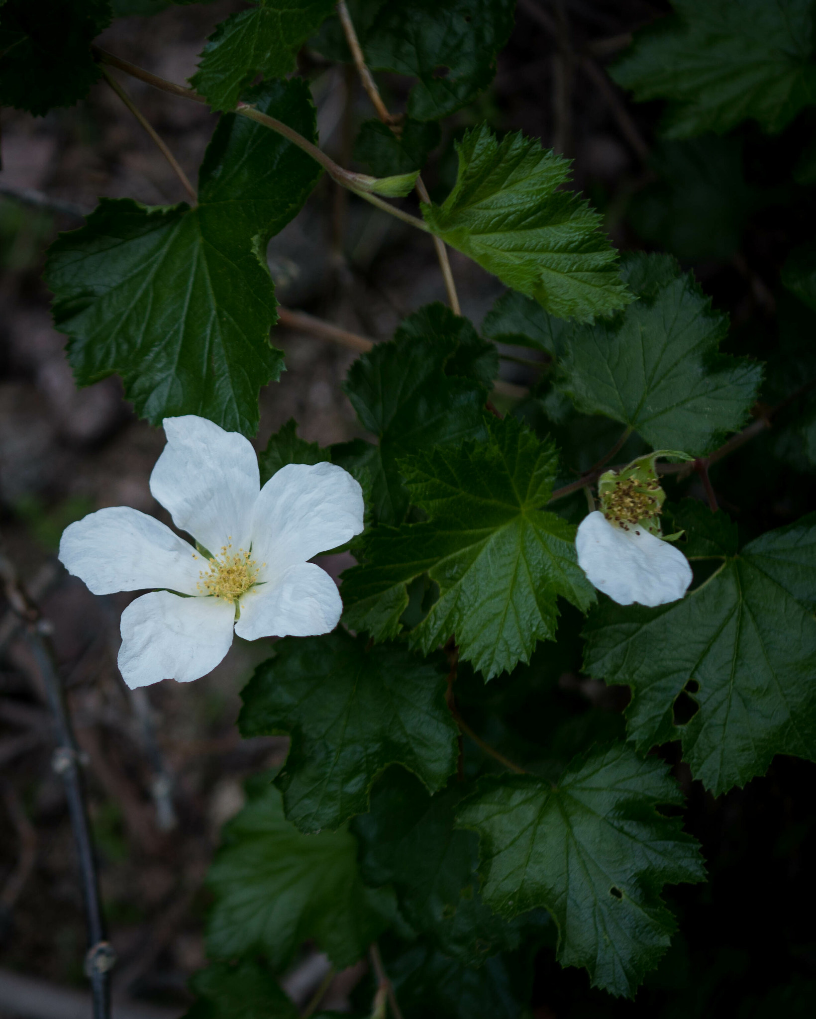 18. Boulder RaspberryAlso called “delicious raspberry,” the Boulder raspberry is found in a small geographic range mostly in Colorado. This shrub is spotted with large white flowers among bright green leaves. The Boulder raspberry was first collected for western science studies in Boulder Canyon.Photo Credit: CAJC in the PNW (flickr).