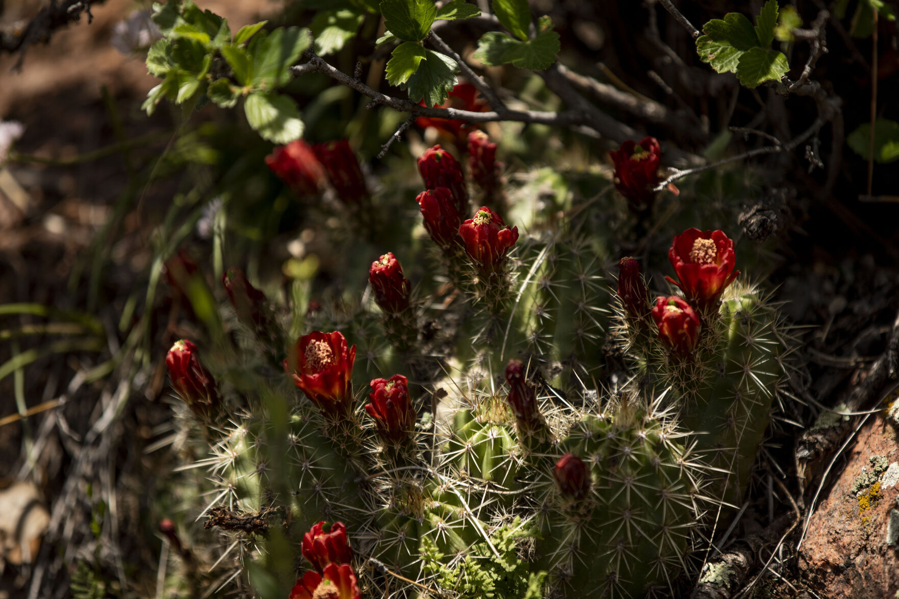 Claret Cup cactus blooms along the Mace Trail at Pueblo Mountain Park located in Beulah, Colo., on Thursday, June 3, 2021. (Chancey Bush/ The Gazette) (Chancey Bush/ The Gazette)