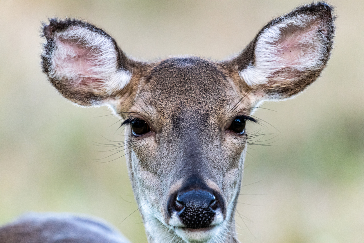 [WATCH] Walmart employee wrestles deer to ground after deer enters store