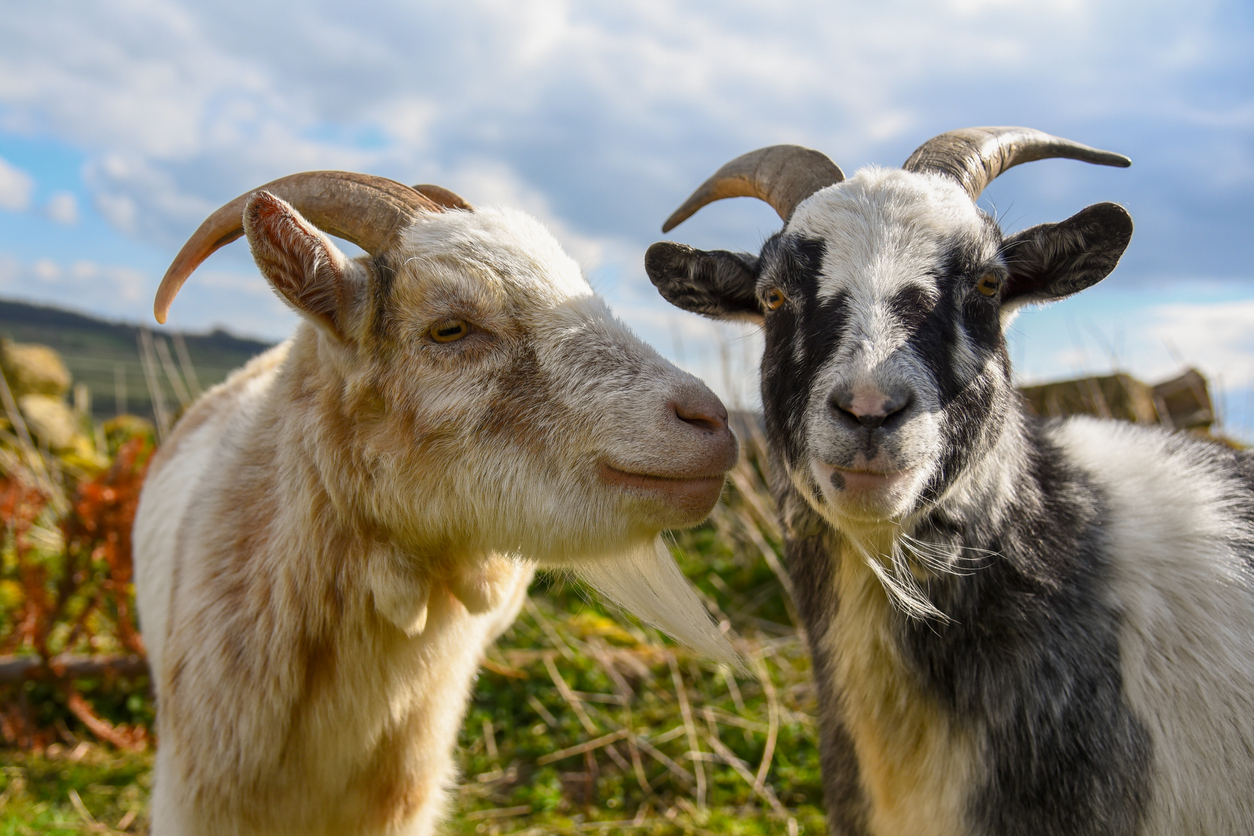 Hike with goats along this old Colorado mining trail