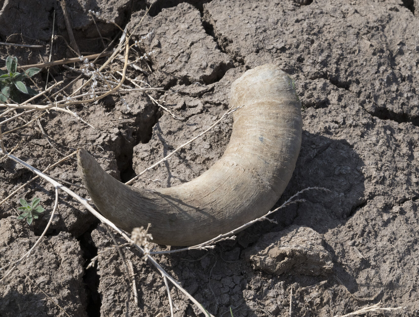 A horn lays on the dry parched land that used to be a pond fed by a well to water cattle.(Photo by Jerilee Bennett, The Gazette) (JERILEE BENNETT THE GAZETTE)