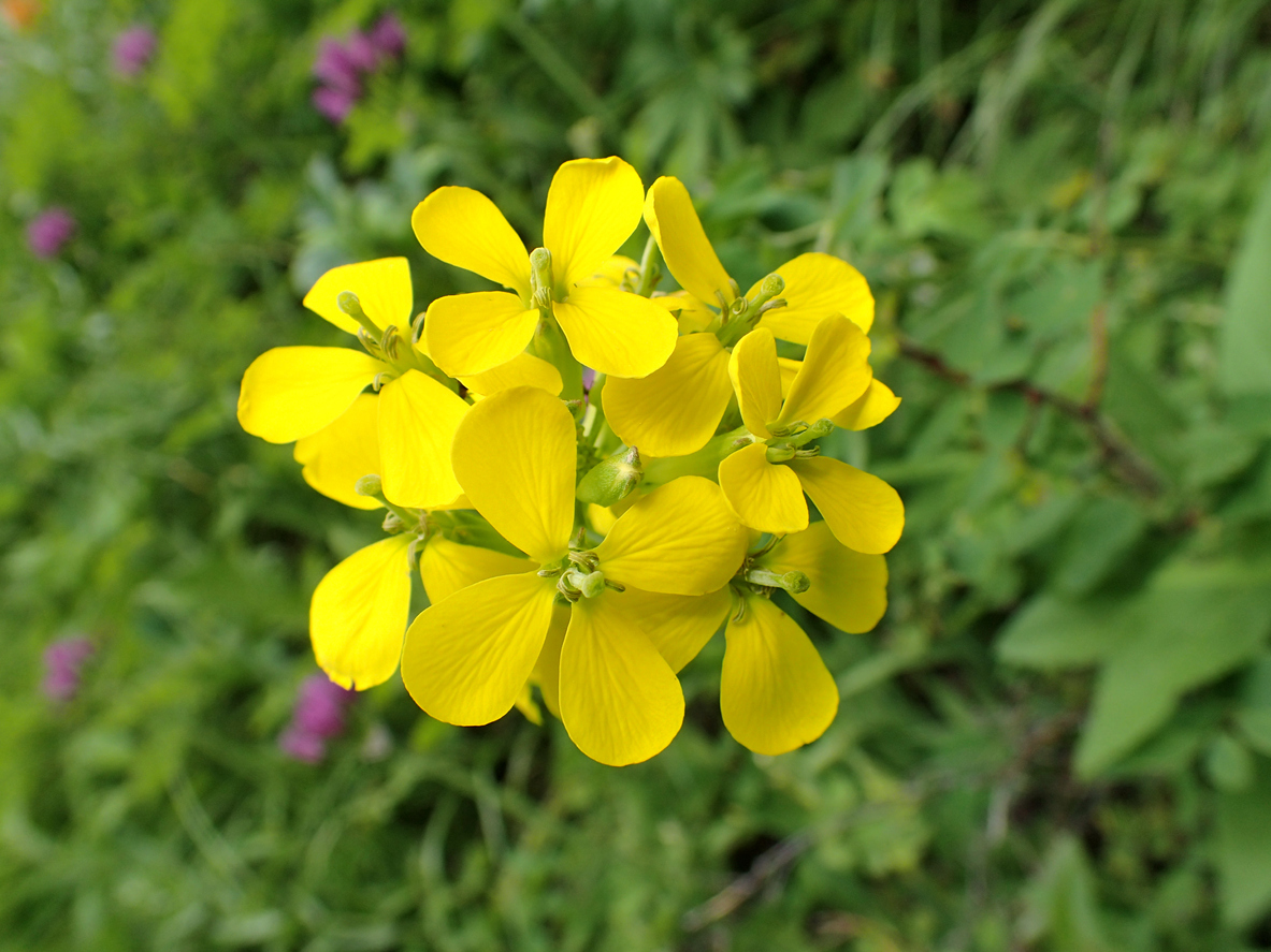 19. Western WallflowerThe western wallflower thrives equally in montane and alpine meadows of the Rocky Mountains, as well as in desert canyons. The densely clustered heads of bright yellow or orange are easy to recognize. Traditionally, Native Americans have used this flower to treat stomach cramps.Photo Credit: mlharing (iStock).