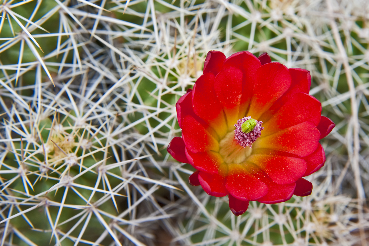 How to identify 10 types of cacti commonly found around Colorado - Denver  Gazette