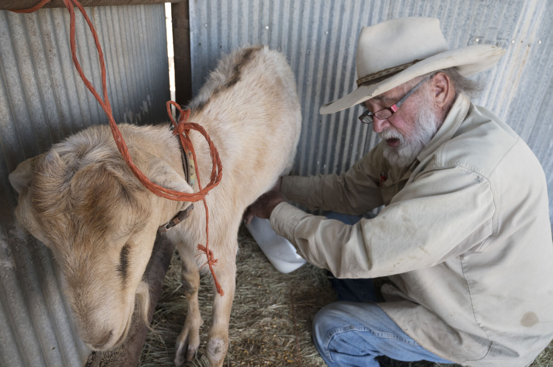 Everyday Wes McKinley milks his goat, Kate. McKinley has objected to over 50 wells but he has barred from submitting more objections. Now some 20 other people are trying to submit objections. Most of the wells are being built by a company called LGS Holdings.(Photo by Jerilee Bennett, The Gazette) (JERILEE BENNETT THE GAZETTE)