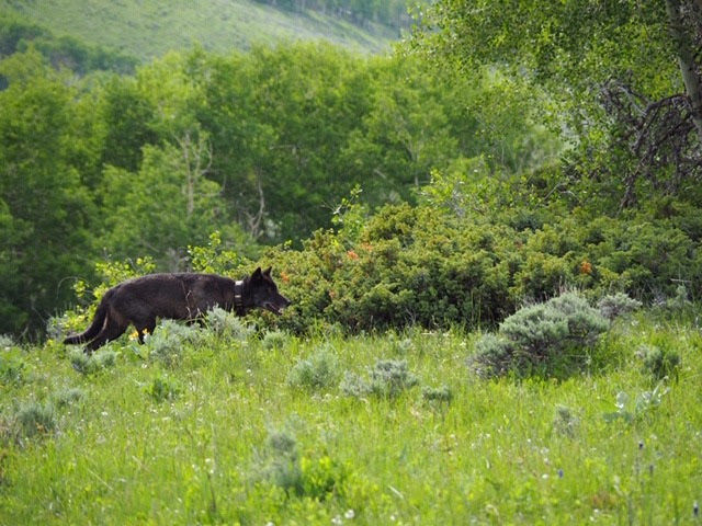The canine recently sighted in Colorado's Jackson County has been confirmed as a male gray wolf from Wyoming. (Courtesy Colorado Parks and Wildlife)