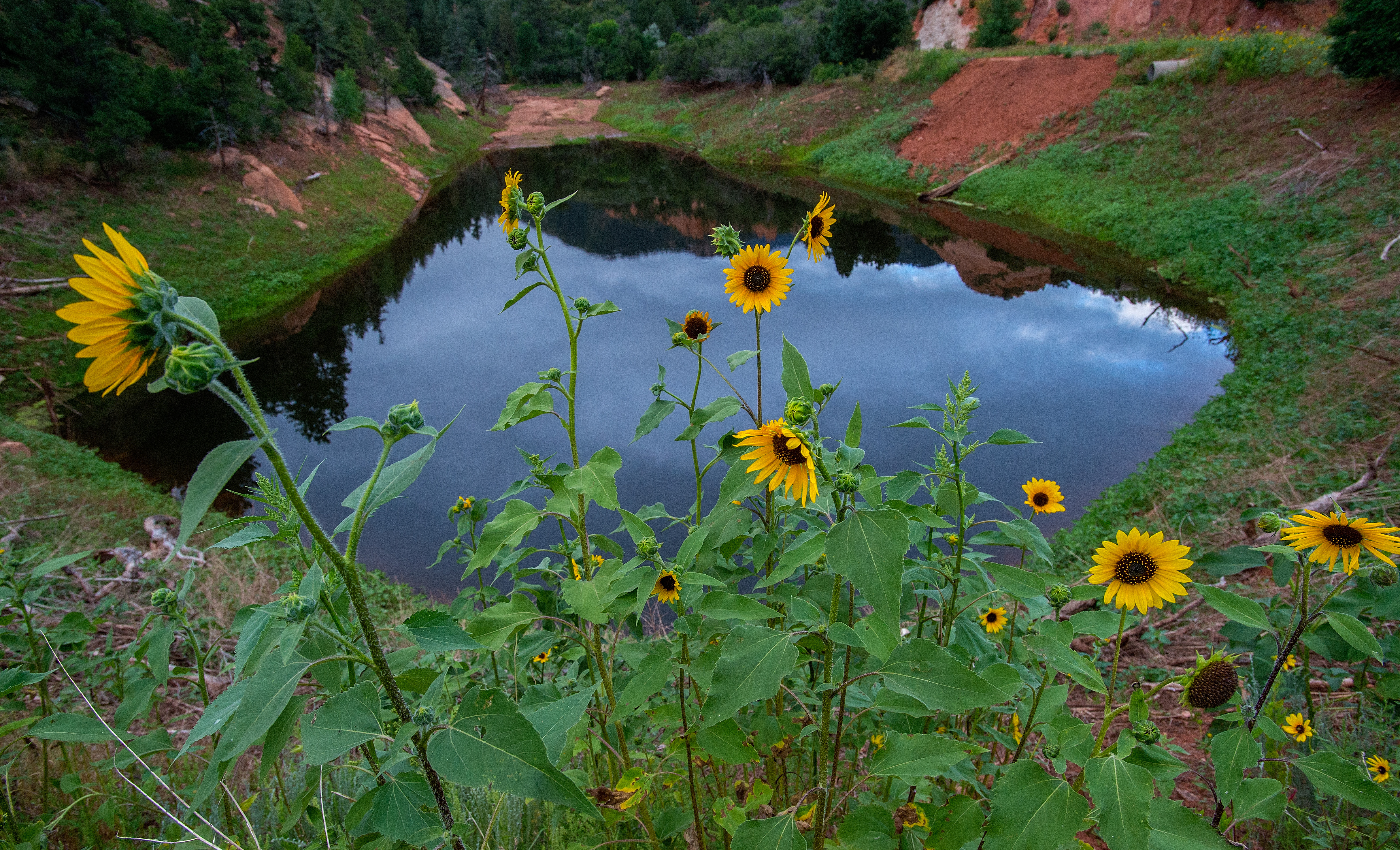 2. Various SunflowersThere are five types of sunflowers native to Colorado: common sunflower, Maximilian sunflower, Nuttall’s sunflower, prairie sunflower, and bush sunflower. Each type shares characteristics such as upright growth, deep taproots, hairy stems, and heights ranging from two to 10 feet tall.Photo Credit: Christian Murdock, The Gazette.