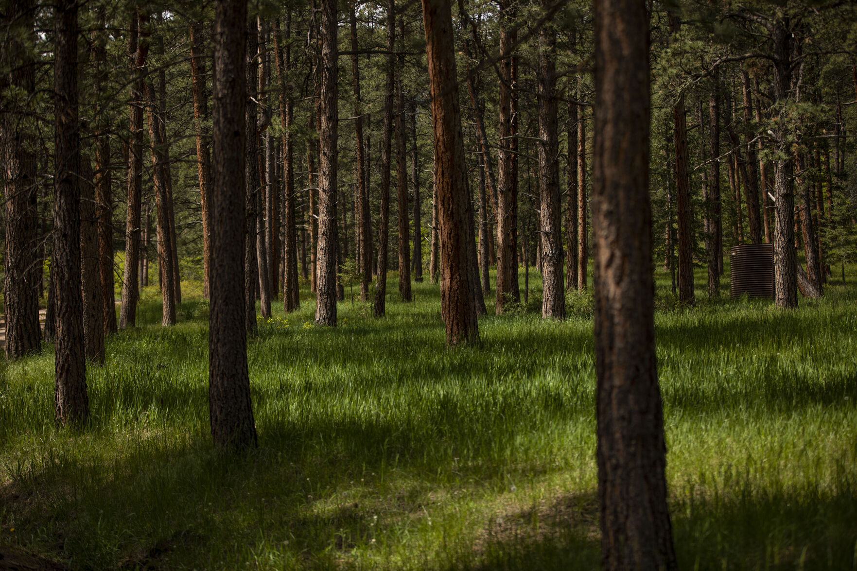 Mitigated forests at Pueblo Mountain Park in Beulah. The park is managed by the Pueblo-based Nature and Wildlife Discovery Center. (Photos by Chancey Bush, The Gazette)
