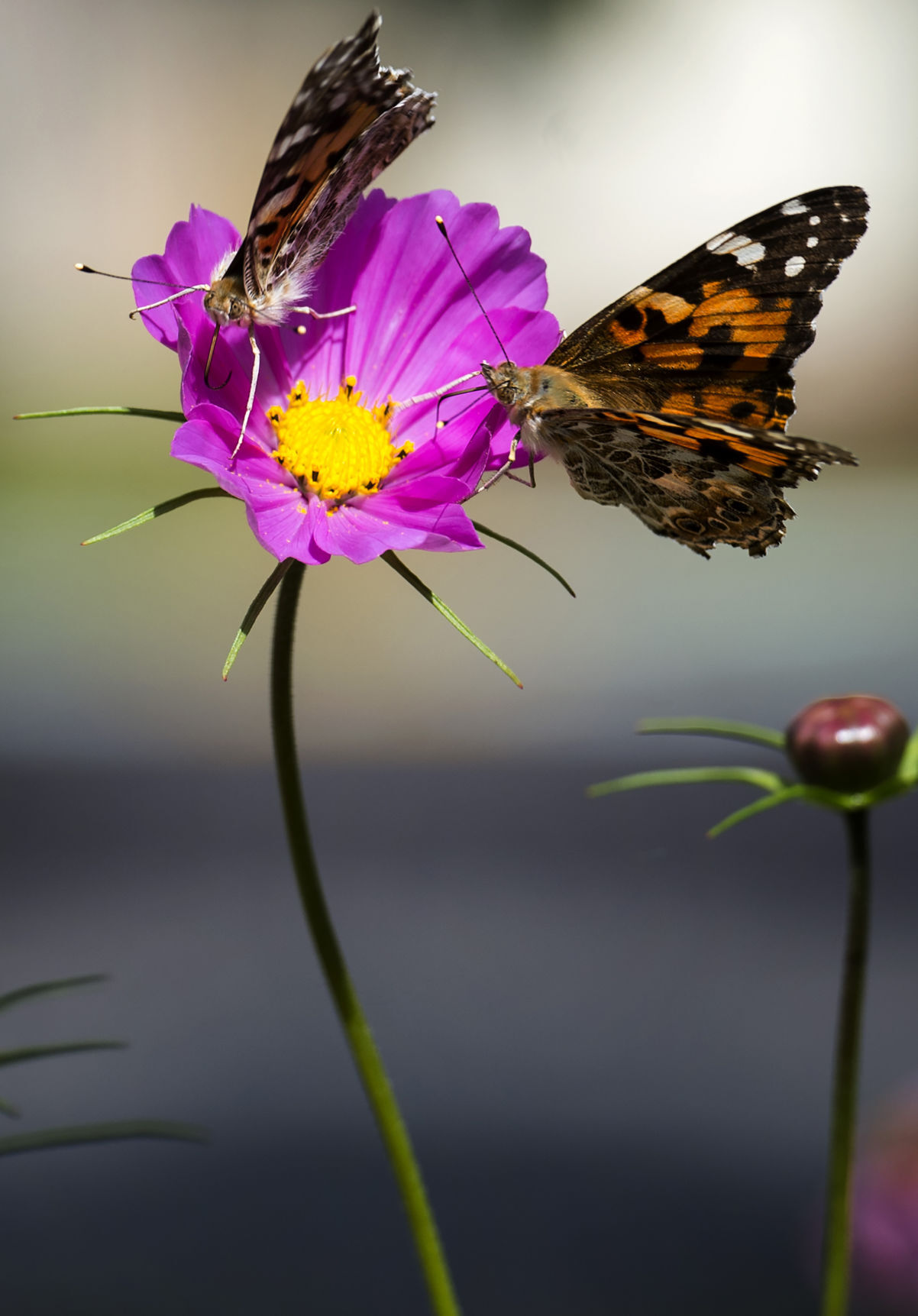 6 weekend things to do around Colorado Springs and beyond: Butterfly Pavilion, Dog Show, Venetucci Farm, Renaissance Festival, Pooch Parade