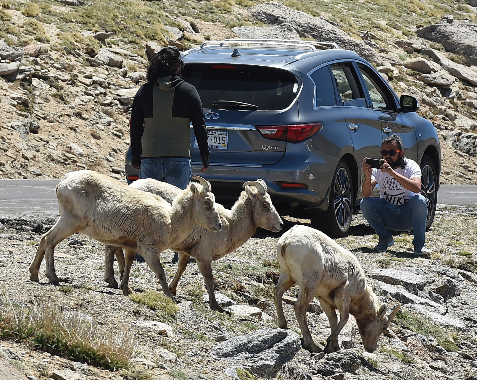 6 ways to appreciate Mount Evans Scenic Byway, now open after a year closed