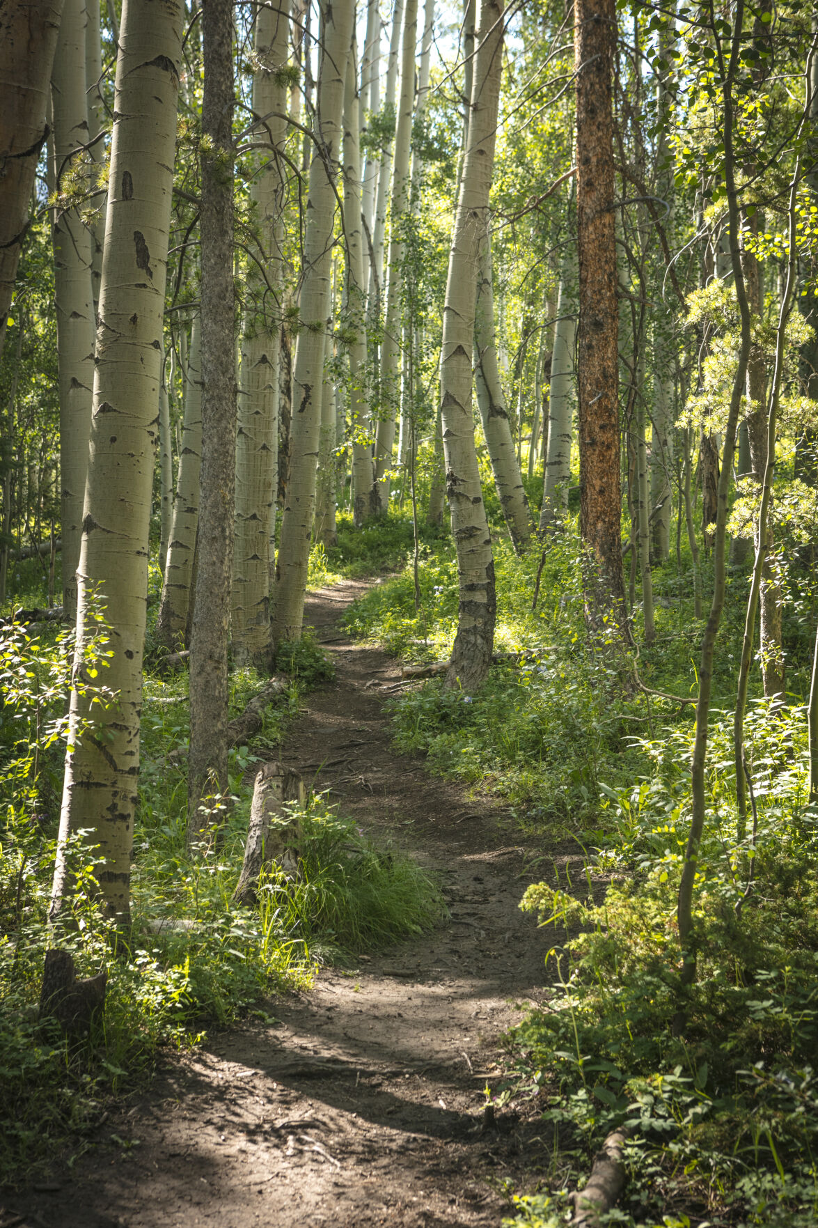 Hiking trail in Frisco. Todd Powell (Todd Powell)