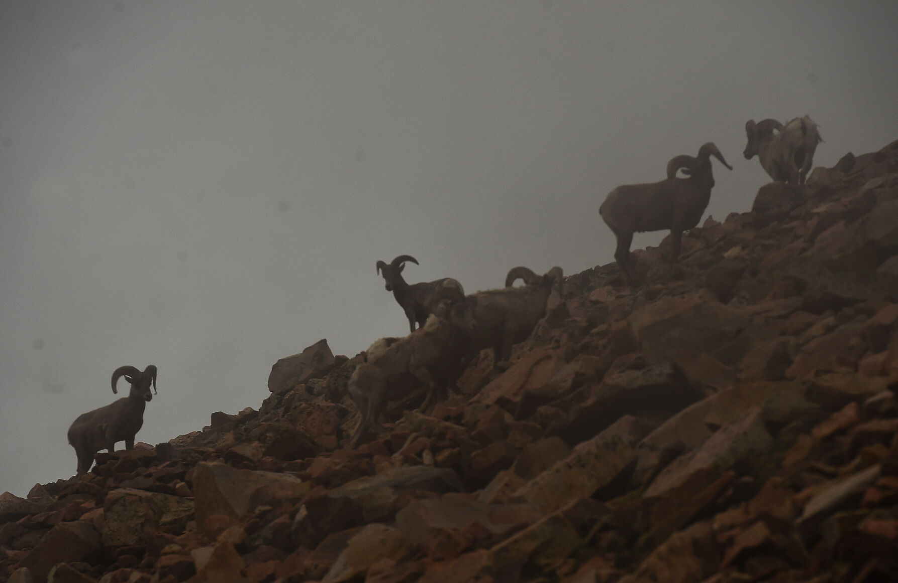 Shrouded in fog, Big Horn Sheep can be seen from the Pikes Peak Cog Railway on Wednesday, June 30, 2021. A ribbon cutting was held for the grand reopening of the railway and then the crowd went to the top of Pikes Peak for the grand opening of the Pikes Peak Summit Visitor Center. (Photo by Jerilee Bennett, The Gazette