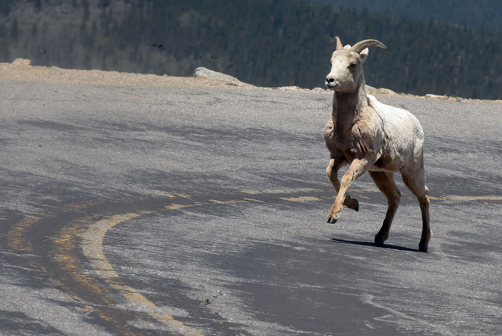 Big Horn Sheep on the Mt. Evans Scenic Byway on Wednesday, June 9, 2021. Last Summer the highway to the summit of Mt. Evans was closed to cars. (JERILEE BENNETT)