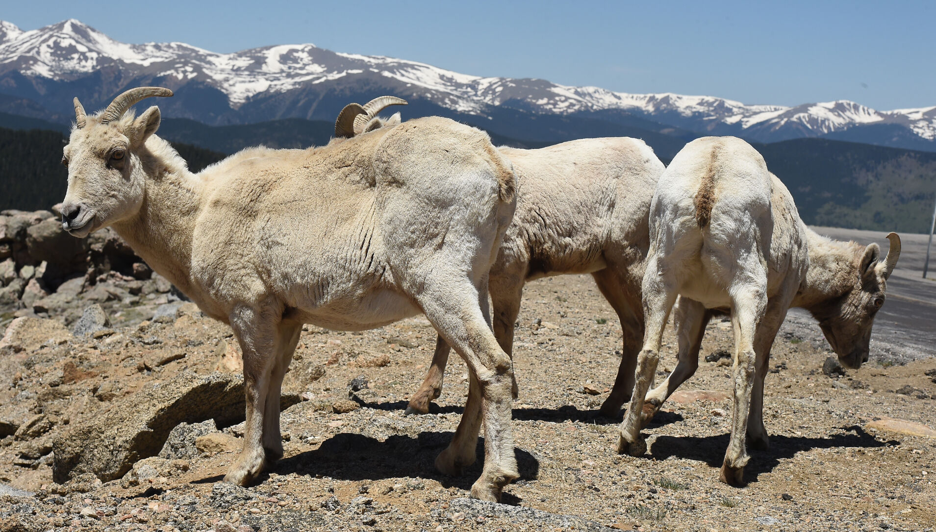 Bighorn sheep stand along on the Mount Evans Scenic Byway on Wednesday, June 9. The highway last summer was closed to motorized vehicles because of COVOD-19 concerns. The road is back open this summer, but paid reservations must be made ahead of time online at recreation.gov. (photos by JERILEE BENNETT, the gazette)