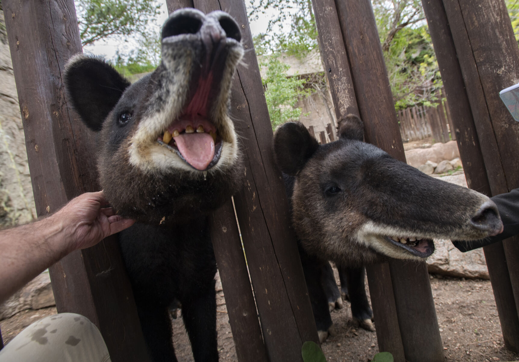 Mountain tapir Cofan, 17, left, and Carlotta, 26, love a scatch on the jaw. (photos by Christian Murdock/The Gazette)