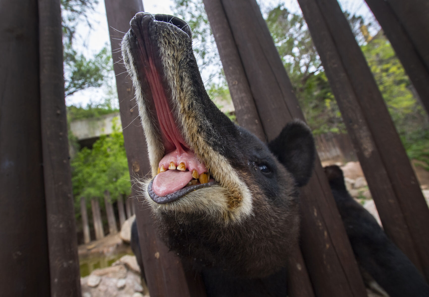 Mountain tapir Cofan, 17, is “a big love bug,” says Cheyenne Mountain Zoo lead animal keeper Michelle Salido. (</p><p>Cofan is “a big love bug,” says Cheyenne Mountain Zoo lead animal keeper Michelle Salido.)” /><figcaption class=