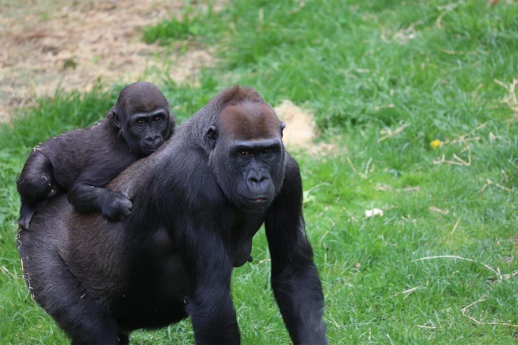 Denver Zoo taking steps to protect some of its animals from COVID-19