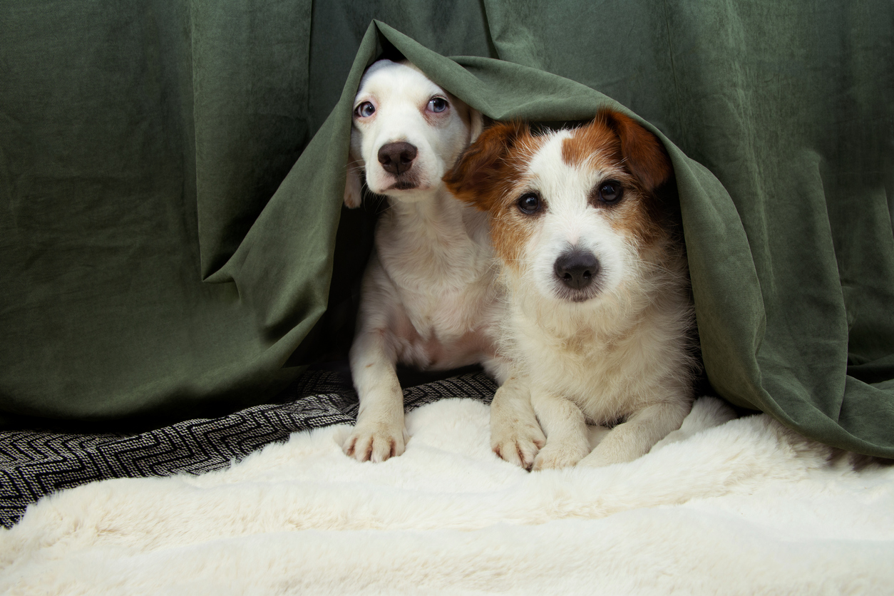 Photo Credit: smrm1977 (iStock). (smrm1977)