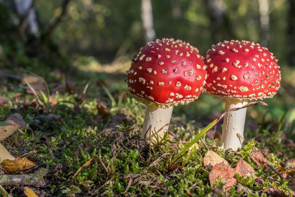 The amanita muscaria mushroom. Photo Credit: Photography (iStock).