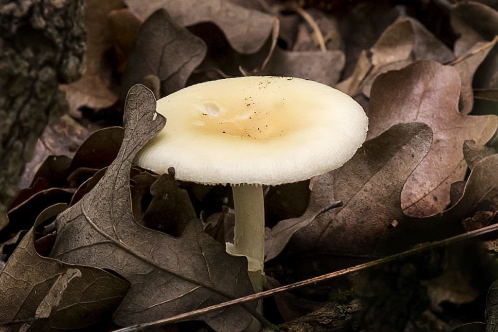 6 dangerous mushrooms found around Colorado