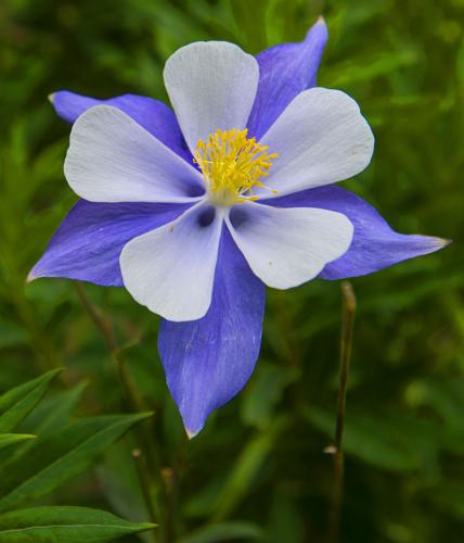 wildflowers.jpg