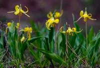 What does a drier, warmer climate mean for the future of Colorado wildflowers?