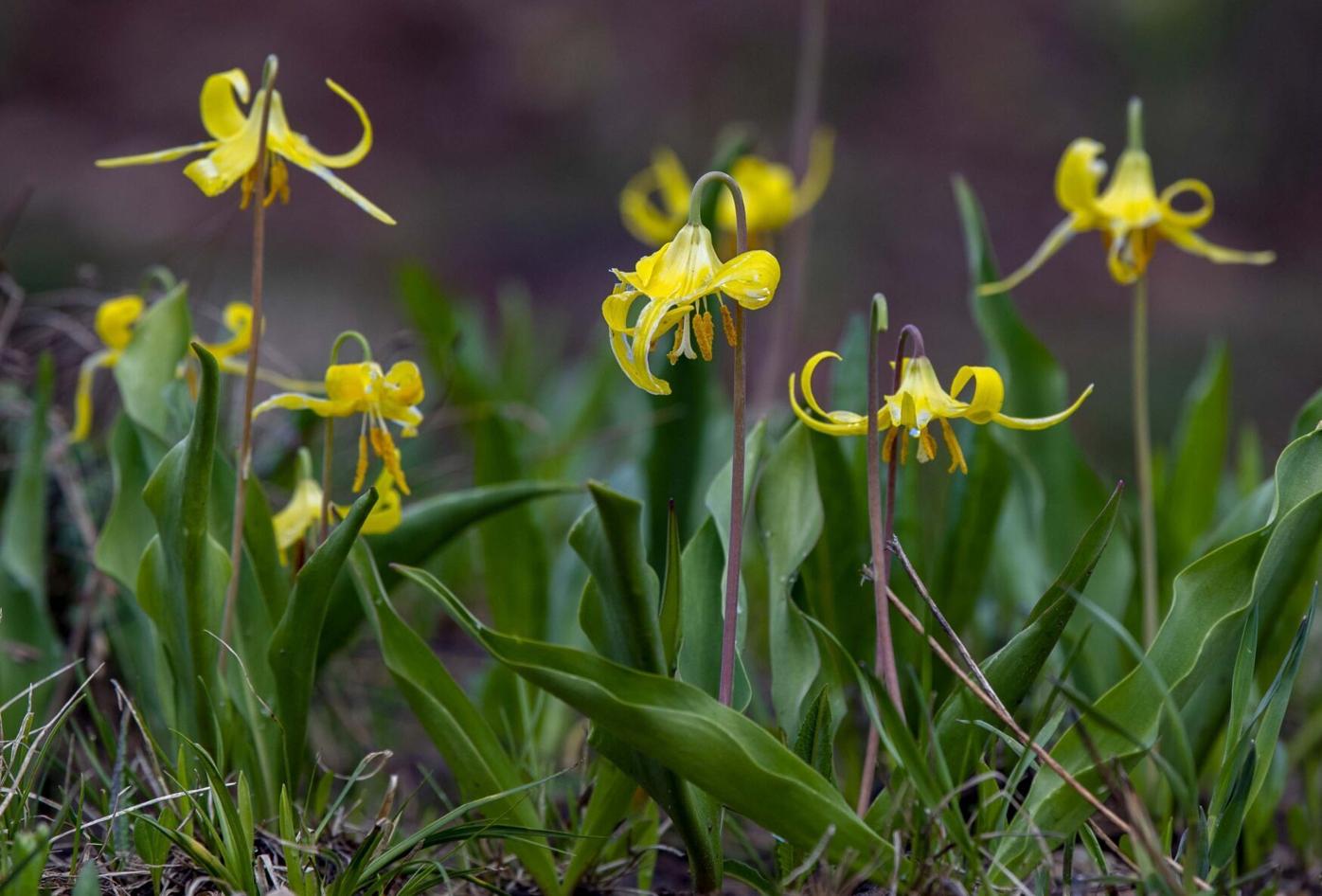 070521-ot-wildflowers 3.jpg