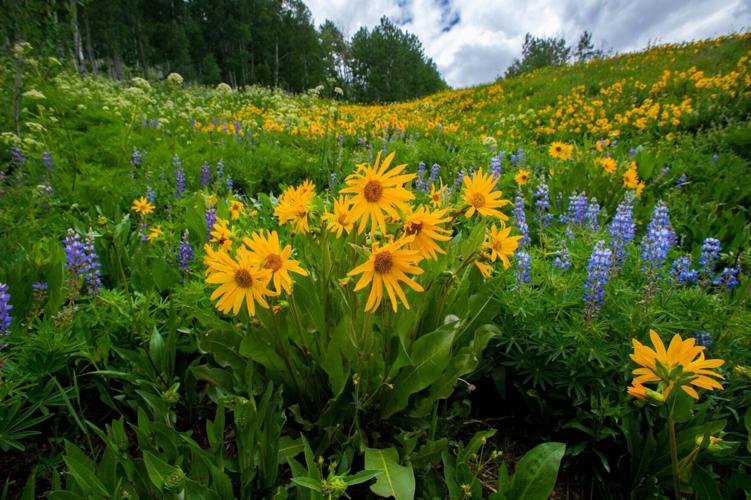 070521-ot-wildflowers 7.jpg