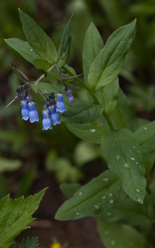 070521-ot-wildflowers 8.jpg