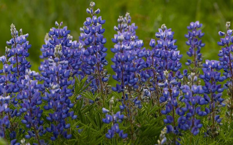 070521-ot-wildflowers 9.jpg