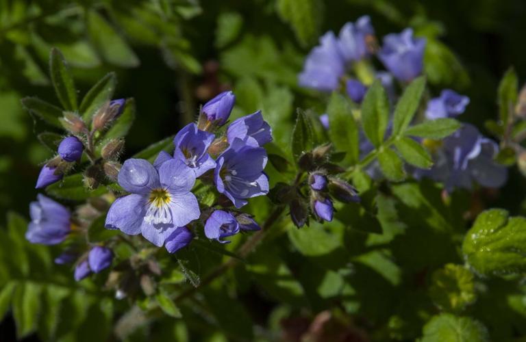 070521-ot-wildflowers 10.jpg