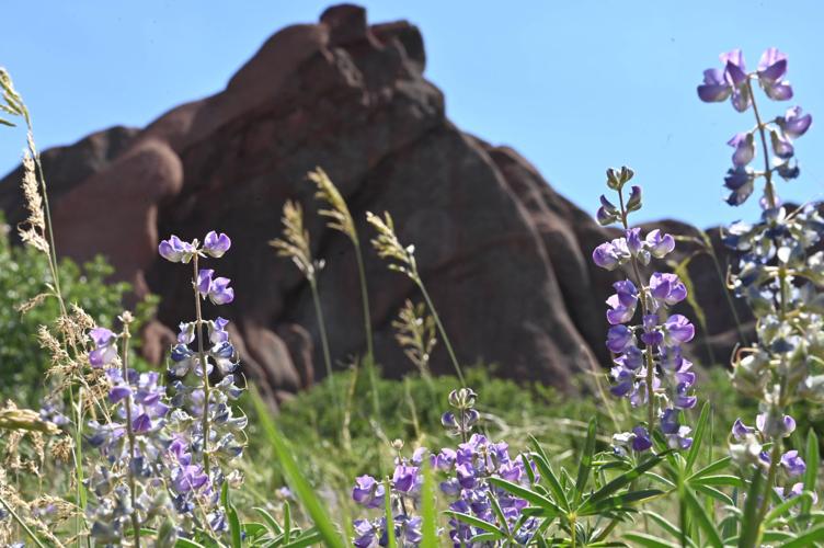 062420-news-roxborough 01.JPG