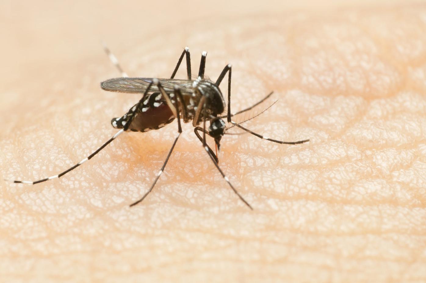 Colorado mosquitos test positive for West Nile virus