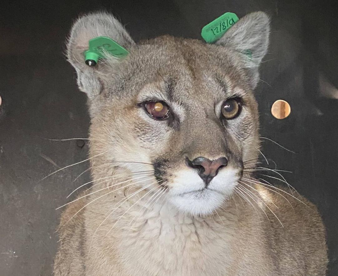 Mountain lion removed from underneath deck in Englewood