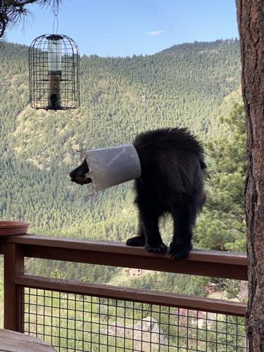 Bear with bucket on its head prompts warning in Colorado