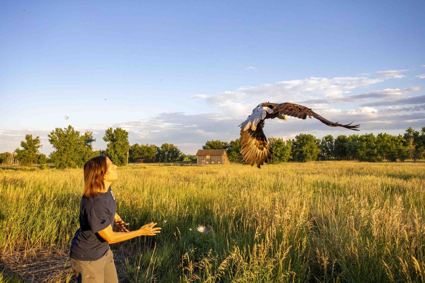 Colorado Parks and Wildlife announce four-year project aimed at studying bald eagles
