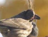 Colorado Parks and Wildlife monitoring birds for ‘mysterious disease’ that’s killing many in mid-Atlantic