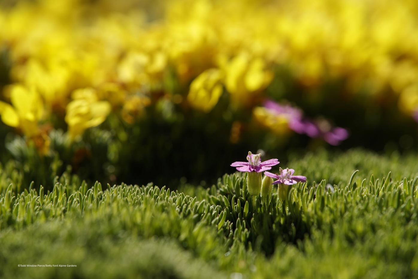 New book spreads joy, education of world’s highest botanical gardens in Colorado