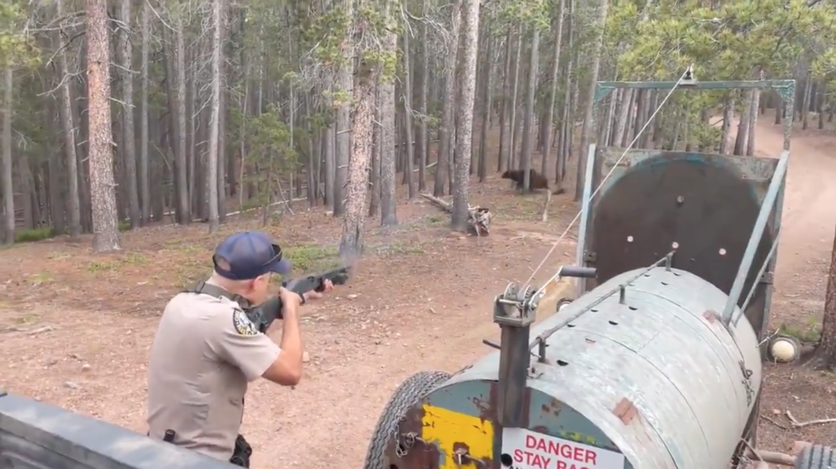 [WATCH] Black bear shot with rubber bullets during relocation effort
