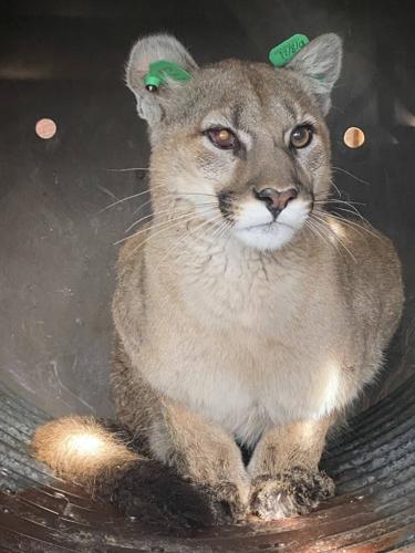 Mountain lion found under homeowner’s deck in Colorado city
