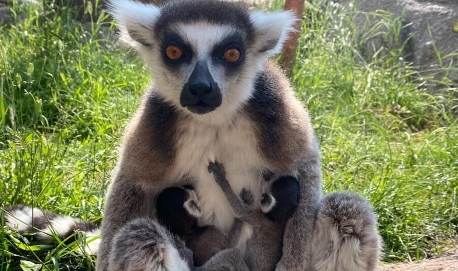 Cheyenne Mountain Zoo welcome twin lemur pups to new exhibit