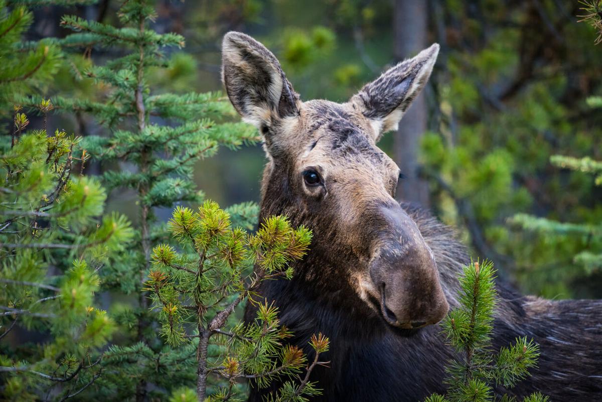 [VIDEO] Wild moose charges broom-wielding woman in Utah