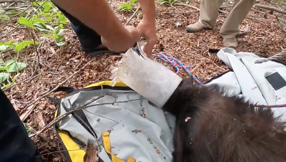 Colorado black bear stuck with head in chicken feeder for 8 days