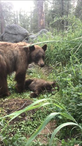 Ranger shares heartbreaking story of cub killed by vehicle
