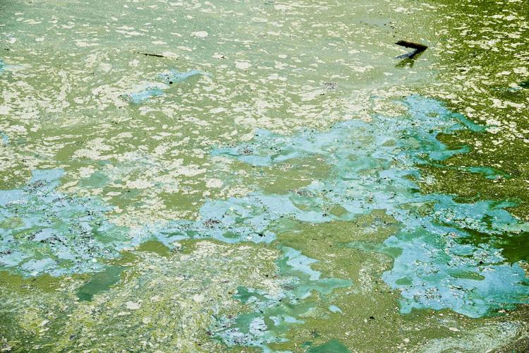 File photo of blue-green algae, Photo Credit: clu (iStock).