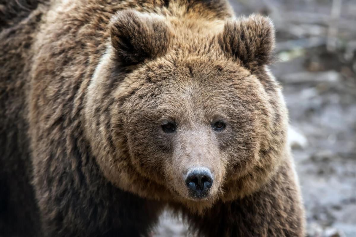 [WATCH] Mountain biker records close encounter with grizzly bear in Canada